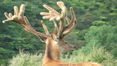 Photo of What are some of the uses and side effects of deer antler velvet?