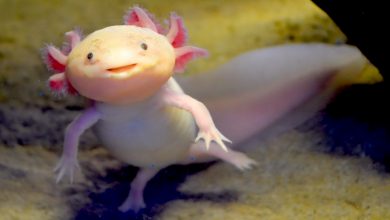 Photo of An Insight Into Axolotls : A Mexican Walking Fish