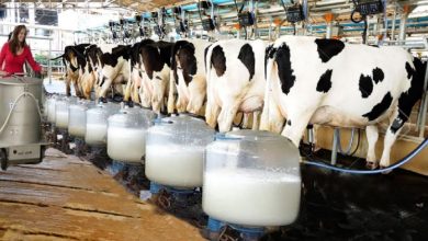 Photo of Improved dairy farming with introduction of milking aids