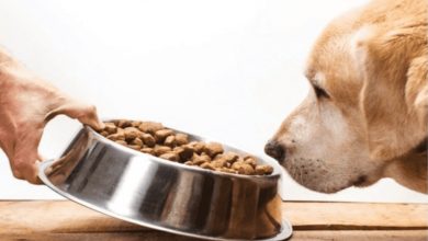 Photo of Dog Food Recommendations for Older Dogs!