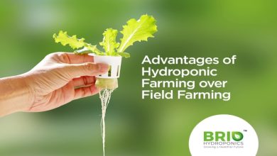 Photo of Advantages of Hydroponic Farming over Field Farming