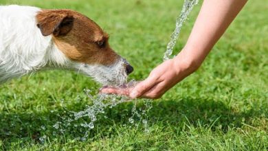 Photo of Should Your Dog Drink Water After Exercising?